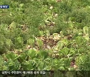 기록적 폭염에 여름 배추 병해충 발생…“공급 물량 확대”