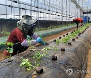 양구군 외국인 계절근로자 73% 체류 연장 신청…농가 일손 도움