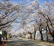 충남 공주시, 동학사 왕벚나무 가로수 순차 교체