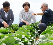 송미령 장관, 배추 생육 상황 점검