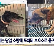 부산 들개 습격사건의 공포 "2m 뛰어 확 물어, 내가 죽나 생각"