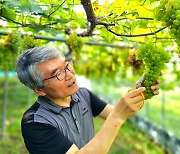 '친환경 장성 포도' 전남도 이달의 친환경농산물 선정