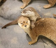 "천연기념물 수달 보러 서울대공원 가요