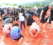 '내 황금반지는 어디?' 횡성고랭지토마토축제 개막