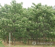 '간 건강·피로 해소 탁월'…산림청 8월 임산물로 헛개나무 선정