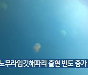 독성 노무라입깃해파리 출현 빈도 증가