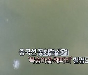 [지구촌톡톡] 중국서 살아있는 화석 '복숭아꽃 해파리' 발견