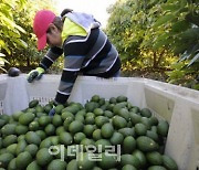 '숲의 버터'라더니…여전히 산림파괴 주범인 '이것'