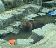 더위에 목마른 에조불곰