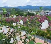 산림청, 광복절 맞아 전국 곳곳 무궁화 축제 연다