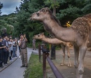 저출산 직격탄…위기의 테마파크 에버랜드, '데이터 경영'으로 돌파 [이선아의 킬러콘텐츠]