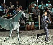 POLAND ARABIAN HORSE DAYS