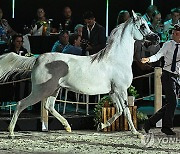 POLAND ARABIAN HORSE DAYS