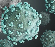 주사 한 번에 30주 이상 에이즈 억제…인공 바이러스가 면역세포 보호