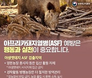 경북 영천시 양돈농장에서 아프리카돼지열병 발생