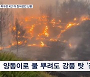 축구장 4만 개 면적 태운 그리스 산불로 1명 사망…양동이 동원 진화 '진땀'