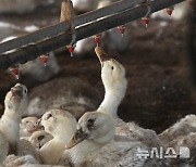 전남도, 폭염 피해 예방 2100억 투입…"저감시설·재해보험"