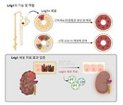 말기콩팥병 세포치료제 개발 가능성 확인