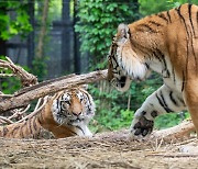 Everland's tiger couple enjoy the spring weather ahead of Married Couples' Day