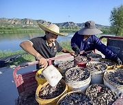 CHINA-SHANXI-LINYI-YELLOW RIVER-NEW FARMER-CRAB FARMING (CN)