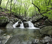 바위틈에서 찬바람 '쌩쌩' 밀양 얼음골…17일 '냉랭한 축제'