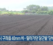 제주시 구좌읍 40mm 비…말라가던 당근밭 ‘단비’