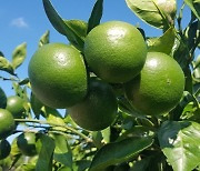 Jeju Island to increase its support for limited green tangerines