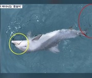 "잠수도 못해"…낚싯줄 감긴 새끼 돌고래 구조 지지부진