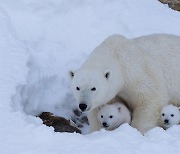 [책의 향기]북극곰, 반달가슴곰, 안경곰… 다시 못 부를 수도