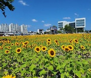 옛 진주역 철길 430m 구간 15만 송이 해바라기 ‘만개’