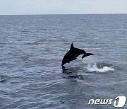 일본 해변에 '외로운 돌고래' 떴다…3년간 50여 명 공격받아