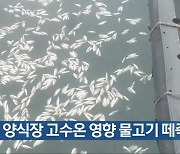 [여기는 전남] 여수 양식장 고수온 영향 물고기 떼죽음 외