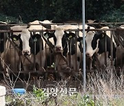 구제역·AI·ASF처럼…‘럼피스킨’도 가축전염병 발생 정보공개