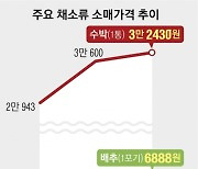 배추 한 포기에 7000원 육박… 金채소에 추석상 초라해질라