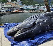 사체로 발견된 ‘바다의 수호자’···울릉도서 7.7m 혹등고래 인양