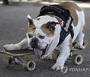 US K9 Skateboarding Competition