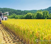 강원 고성군 올해 첫 벼 베기