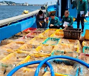 역대급 폭염에 적조·해파리까지 '비상'…해상 자연재해 위기↑