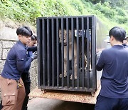 '갈비사자' 바람이, 청주동물원서 딸과 여생 보낸다