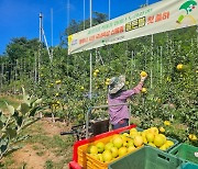 영주시, 신품종 사과 ‘골든볼’ 첫 출하 “맛·저장성 모두 잡아”