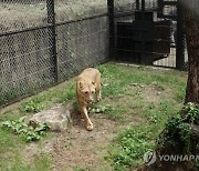 '갈비사자' 바람이 딸, 아빠 만나 우렁찬 포효