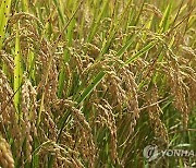 Government to purchase 450,000 tons of rice to stabilize market prices