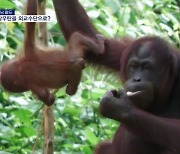 [굿모닝월드] 오랑우탄을 외교수단으로?