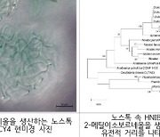 '비 냄새' 유발 미생물로 향수 원료 만든다