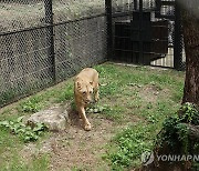 '갈비사자' 바람이 딸, 아빠 사자 곁으로…재회에 우렁찬 포효