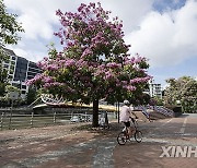 SINGAPORE-TRUMPET FLOWERS-BLOOM