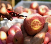 [AsiaNet] Yinan, Shandong: Blessing Apples Gaining Popularity in Market