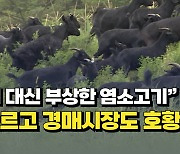 [자막뉴스] "개고기 대신 부상한 염소고기" 몸값 오르고 경매시장도 호황