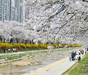 산림청 우수 가로수길에 경북 김천 조각공원·영주 서원로 선정