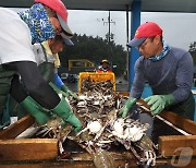 충남 태안 가을 꽃게잡이 시작